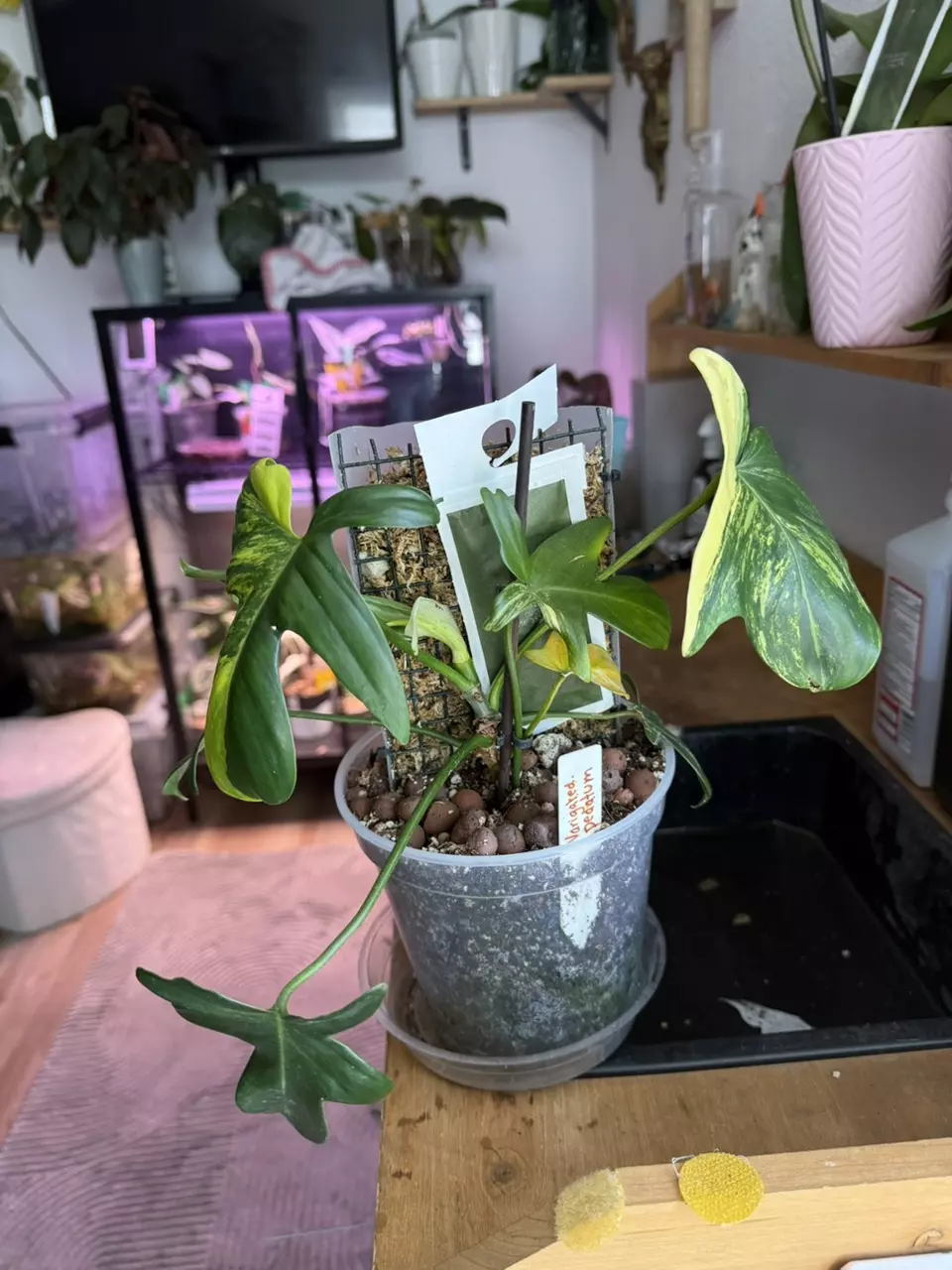 Pedatum Variegated philodendron thumbnail