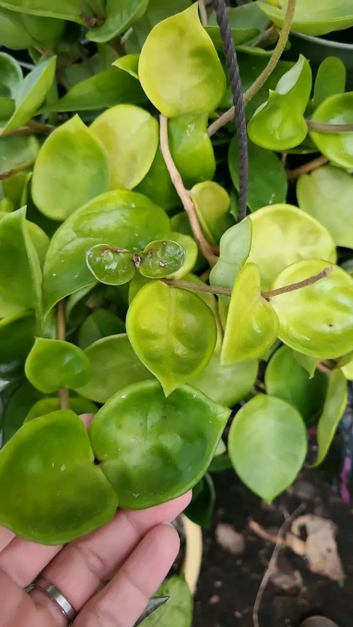 FRESH CUT Hoya Chelsea 2 Nodes thumbnail