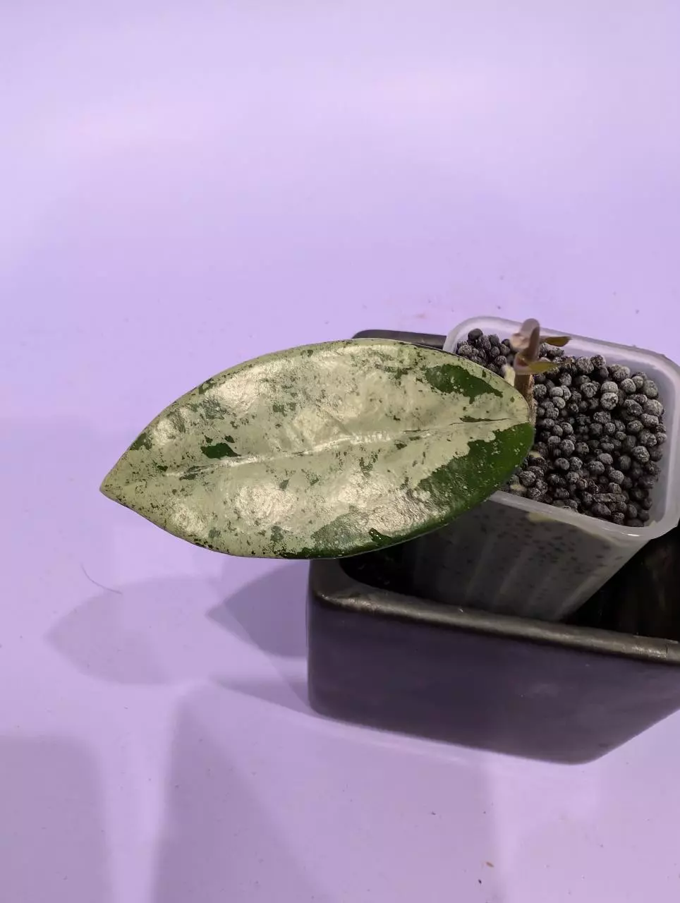 Hoya carnosa Wilbur Graves thumbnail