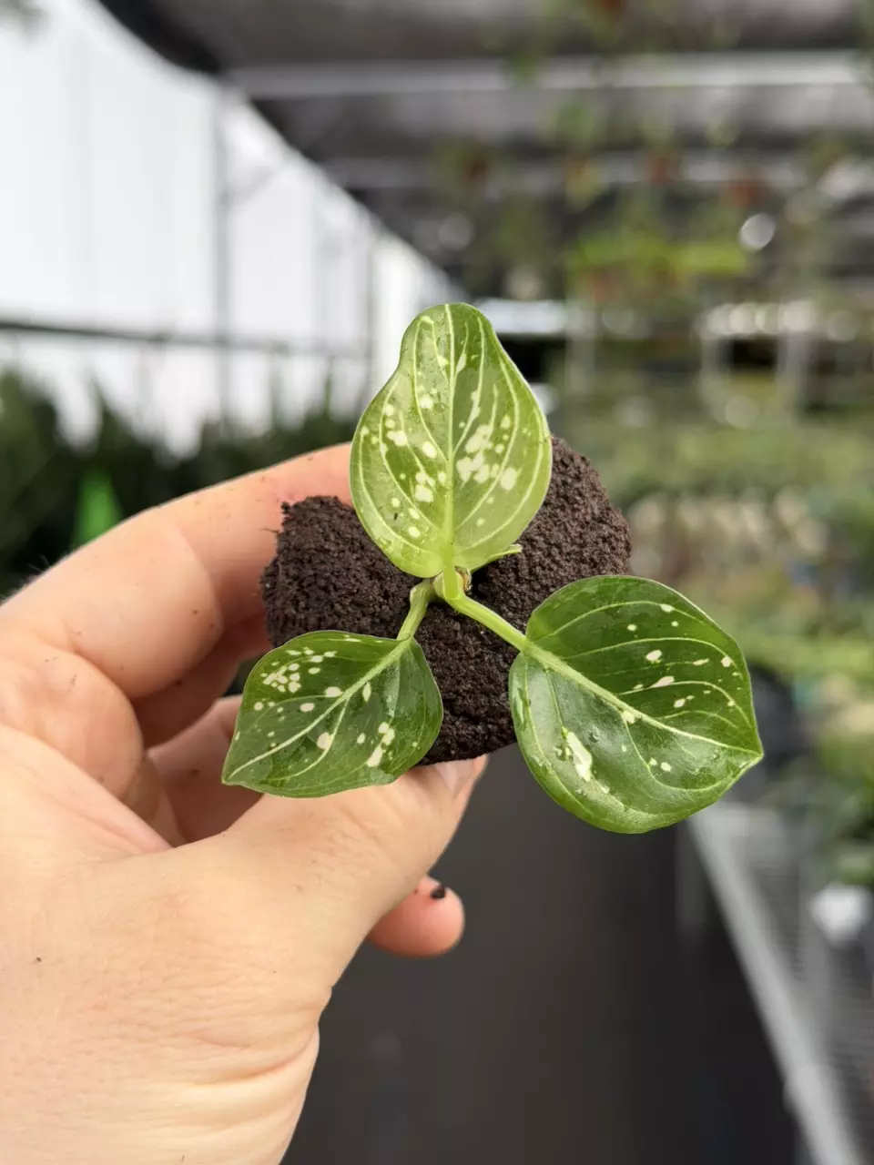 Aglaonema Toms Pride Specific Starter 8579DAP | F thumbnail