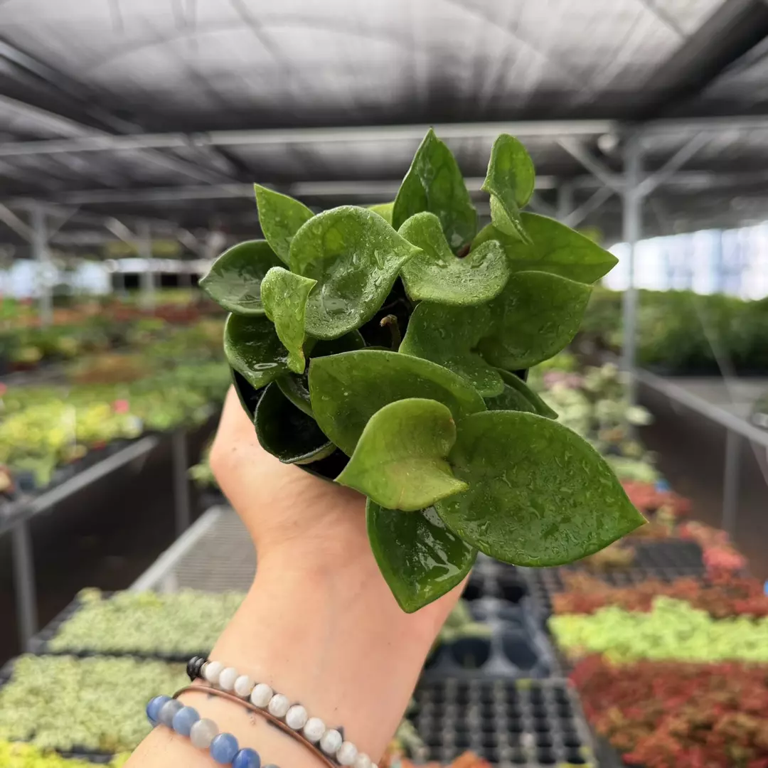 Hoya Chelsea Specific 4” Pot 8948ZSP | F | thumbnail