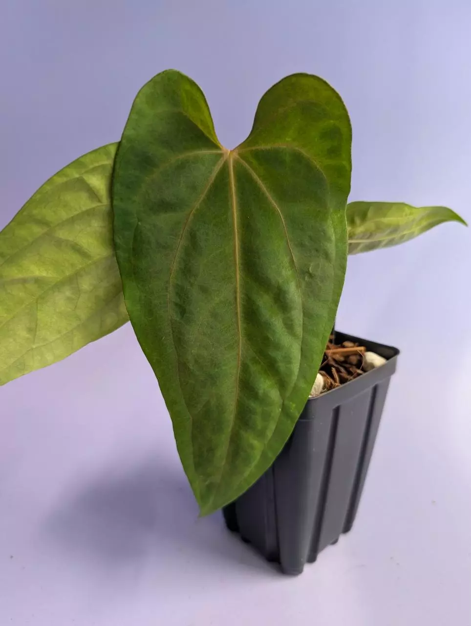 (Var AOS dark form) x sp nov DF (B.B.Tropicals) thumbnail