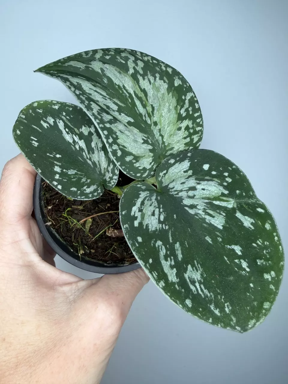 Scindapsus Tricolor thumbnail