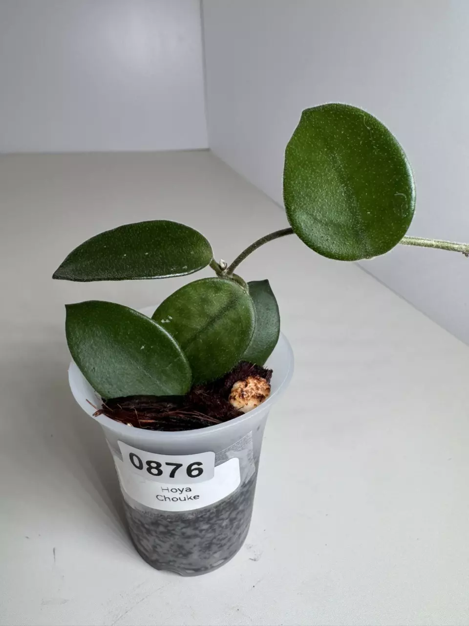 Hoya Chouke 0876 thumbnail