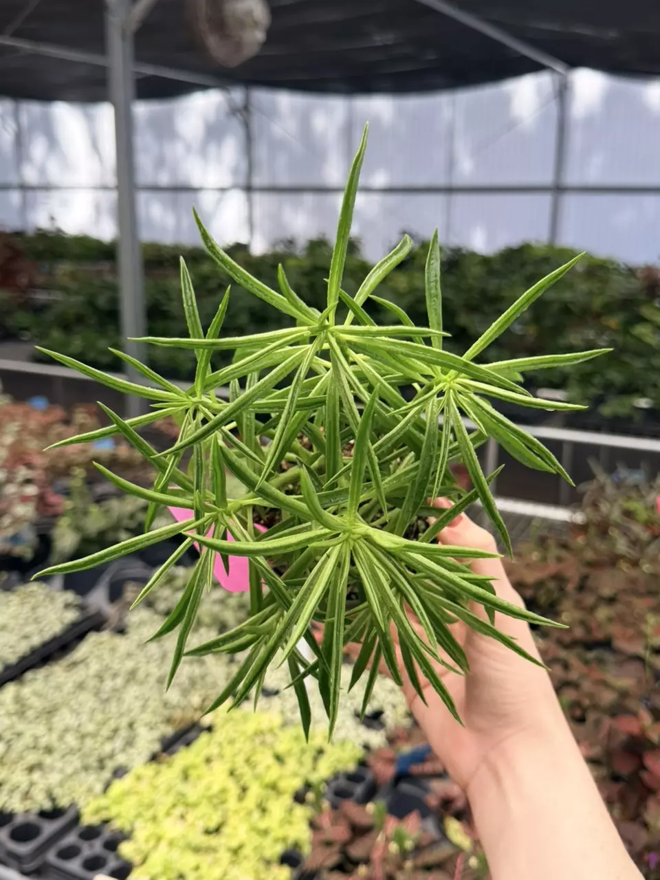 Peperomia Green Bean Specific 4” Pot 8740FEP | F thumbnail