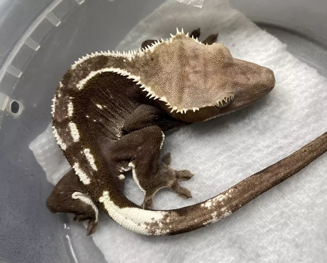 AXANTHIC 16g (M) E3 thumbnail