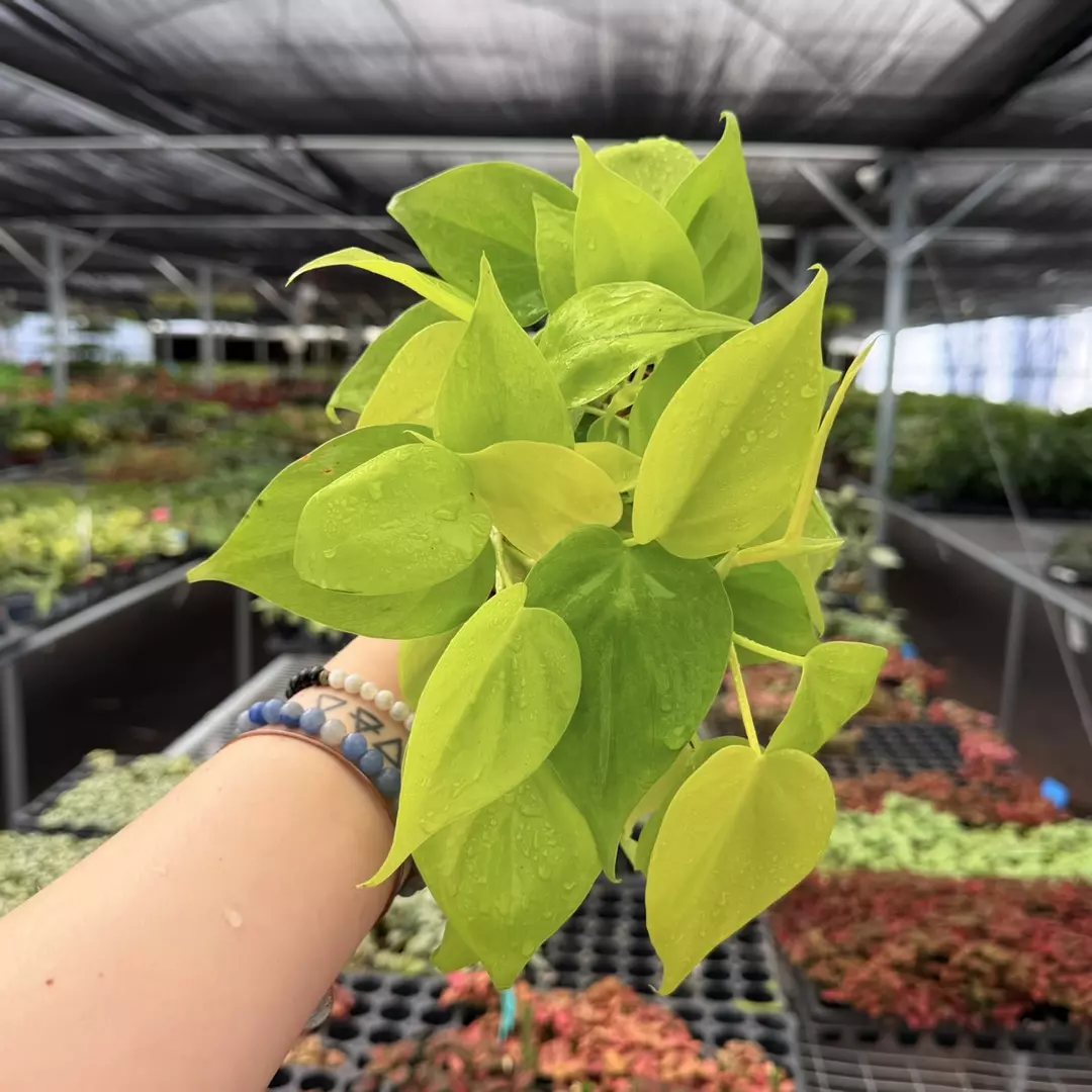 Philodendron Lemon Lime Cordatum Specific 4” Pot 8949ZSP | F | thumbnail
