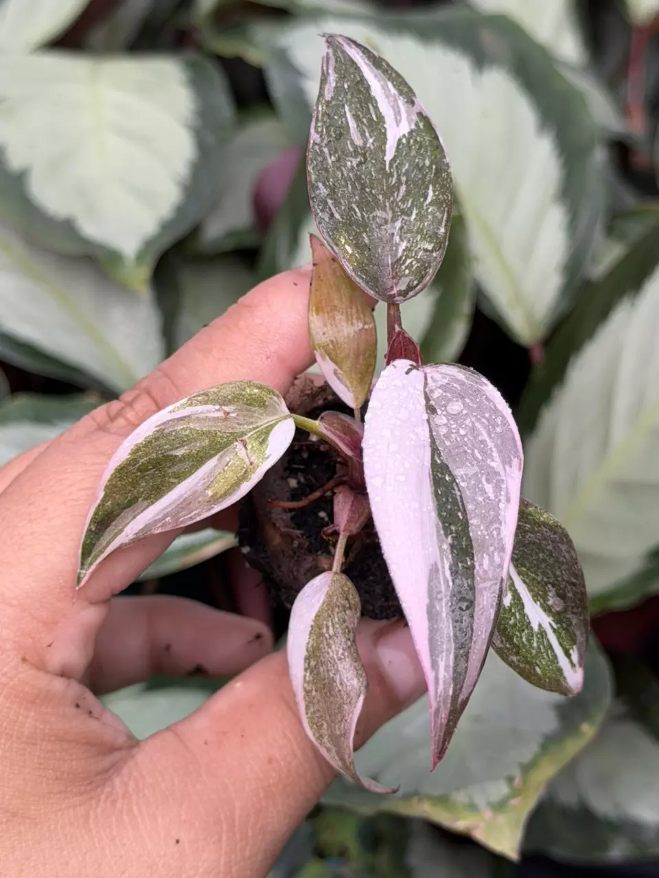 Philodendron Red Anderson Specific Starter 8860HMP | F thumbnail