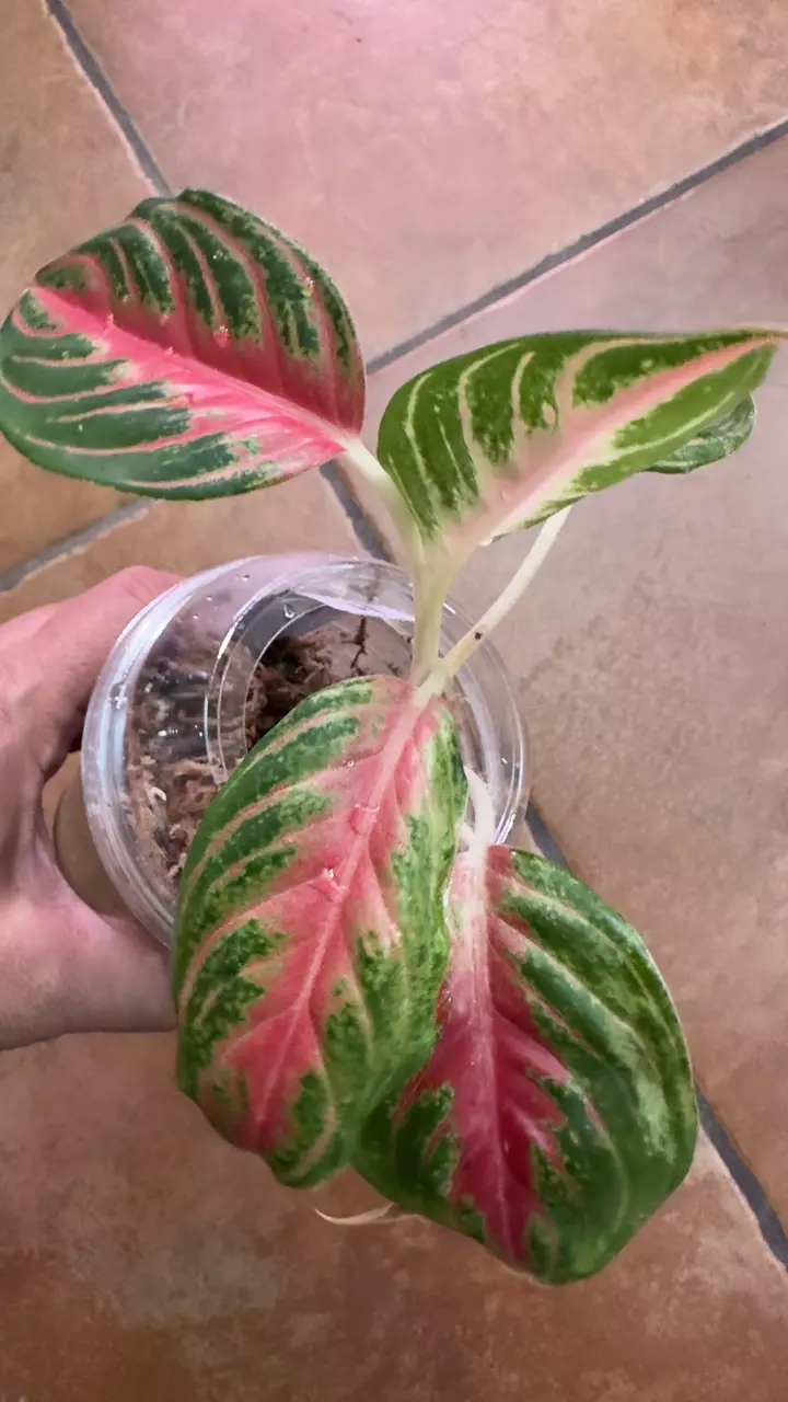 45. Aglaonema Red Panama thumbnail