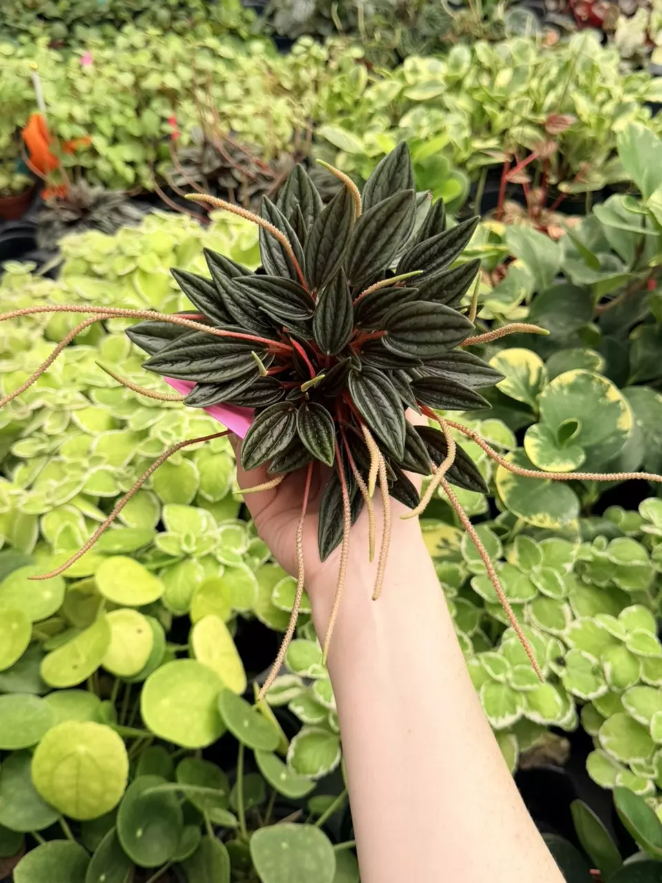 Peperomia Rosso Specific 4” Pot 8745FEP | F thumbnail