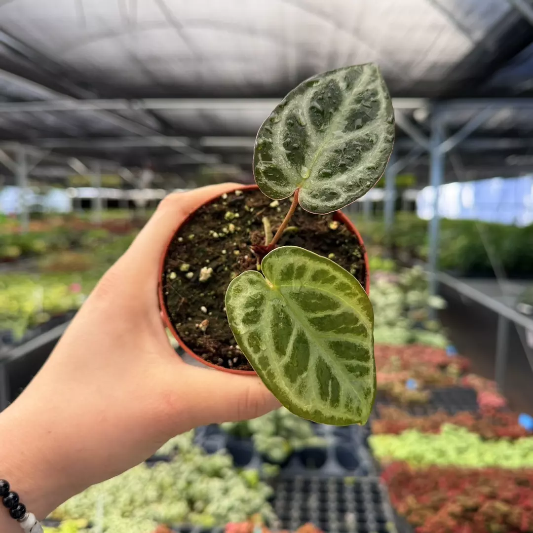 Anthurium Silver Butterfly x Waroq Specific 4” Pot 8968ZSP | F | thumbnail