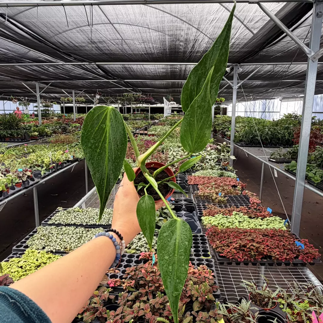 Monstera Burle Marx Flame Specific 4” Pot 8946ZSP | F | thumbnail