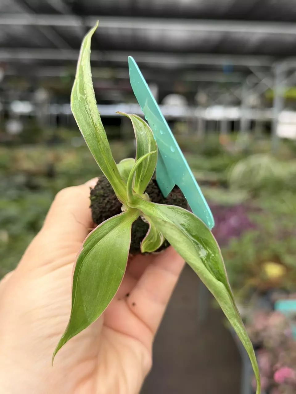 Musa Nono Pink Specific Starter 8559DAP | F thumbnail