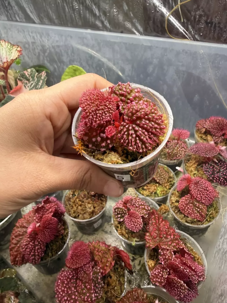 Pink Urchin Begonia thumbnail