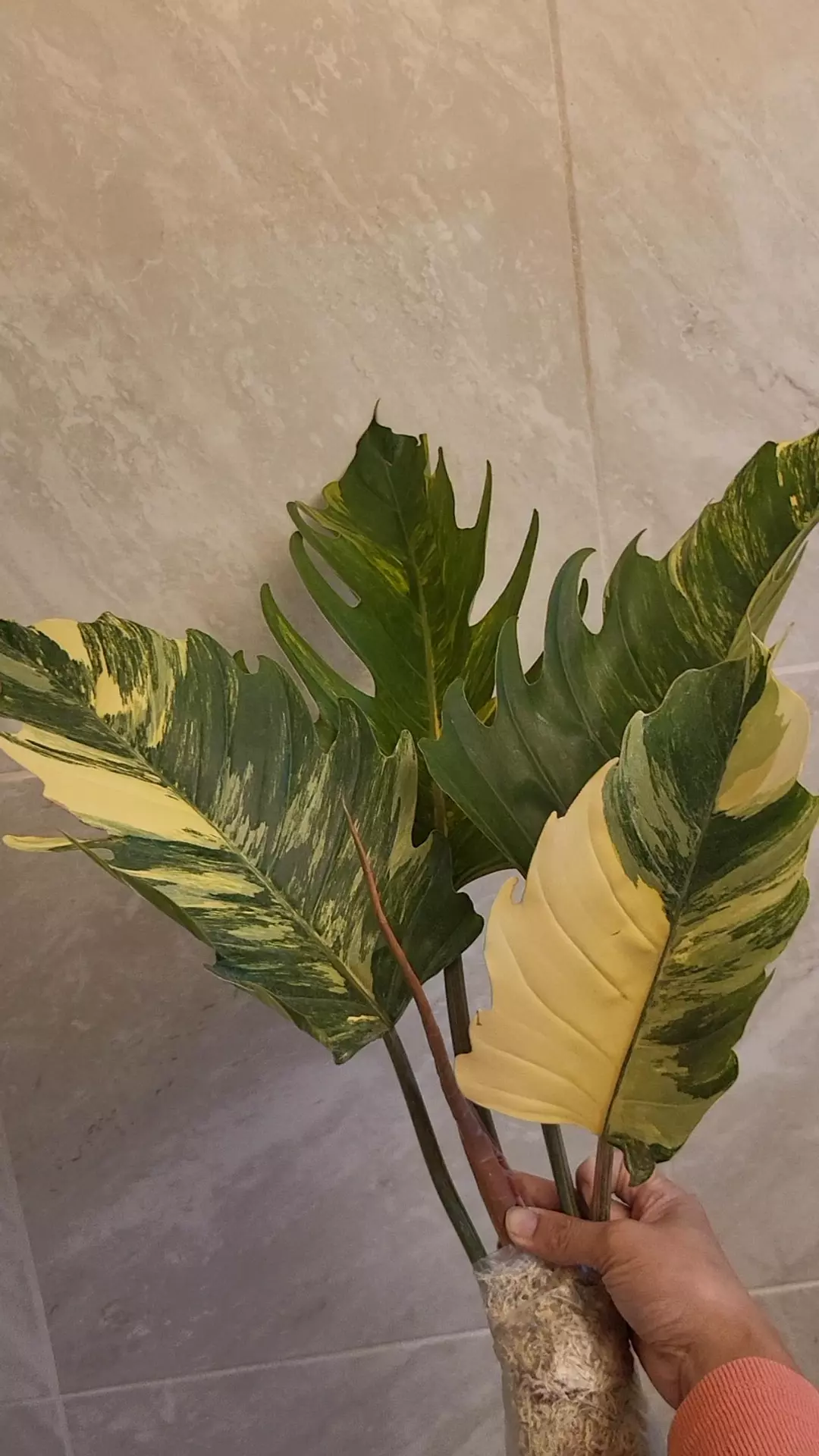 Philodendron caramel marble ( exact item) thumbnail