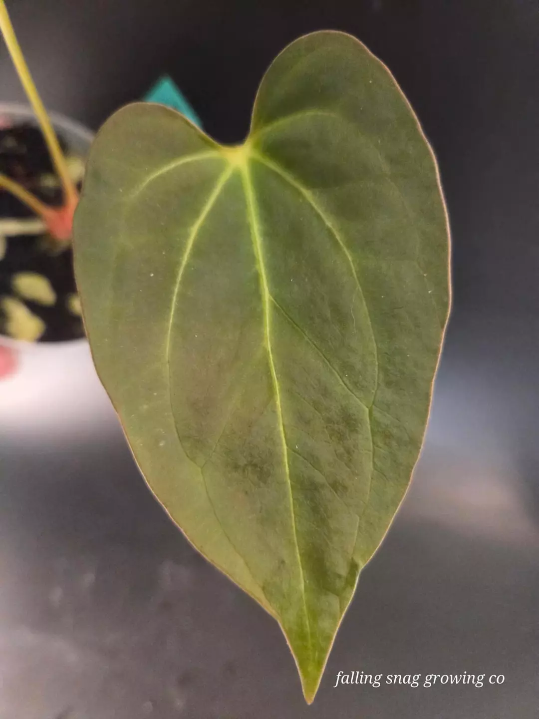 Anthurium Yvainne x (pap x X pap) thumbnail