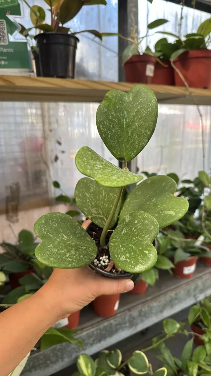 180 Hoya Kerrii Heart Splash thumbnail