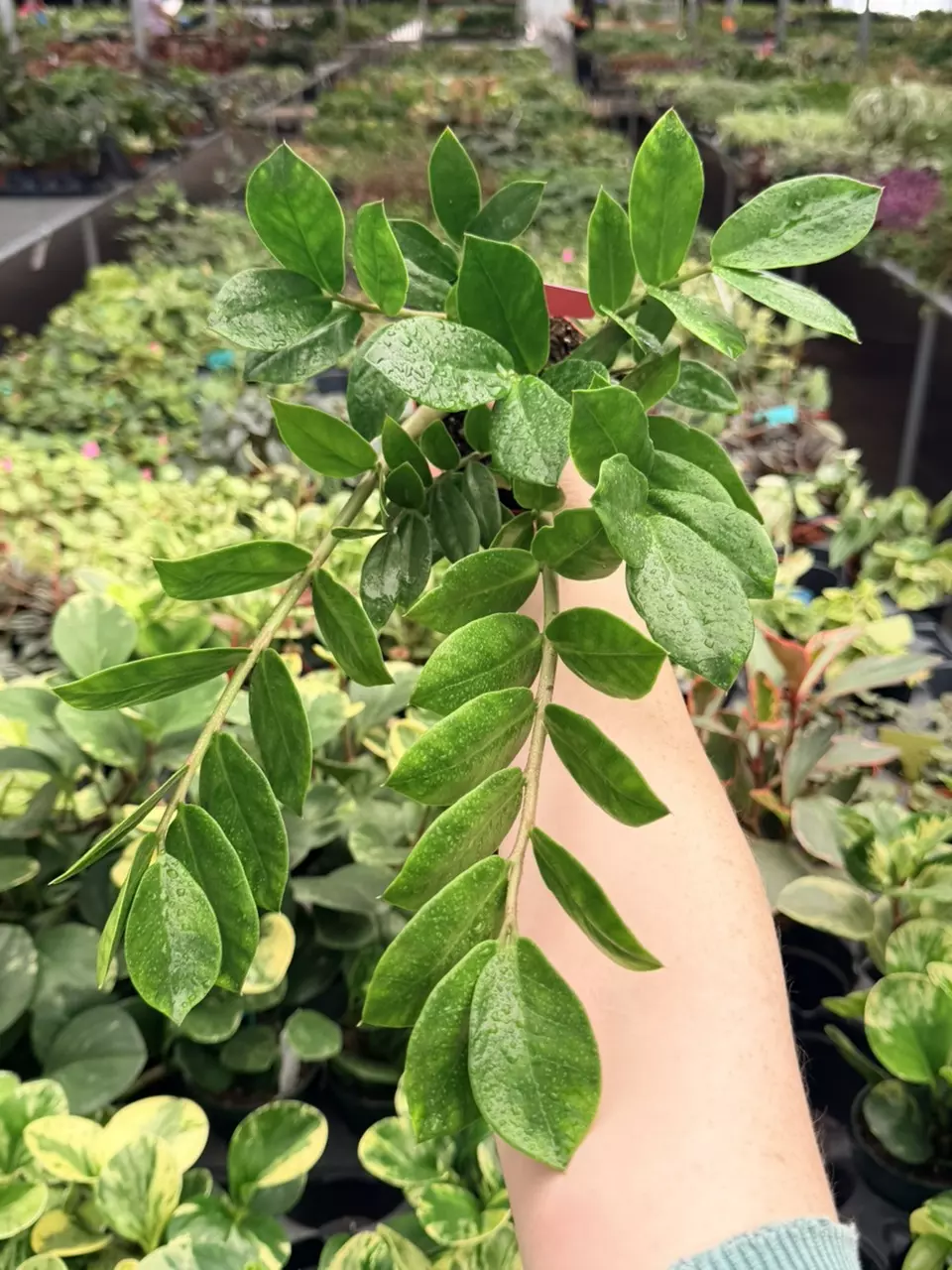 Zamioculcas Zamiifolia (ZZ) 8751FEP | F thumbnail