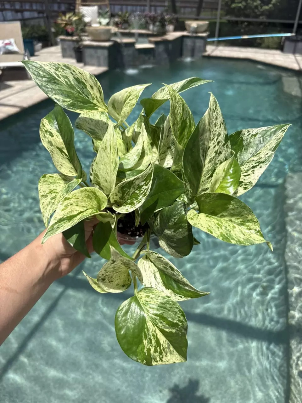 Marble Queen Pothos 307 thumbnail