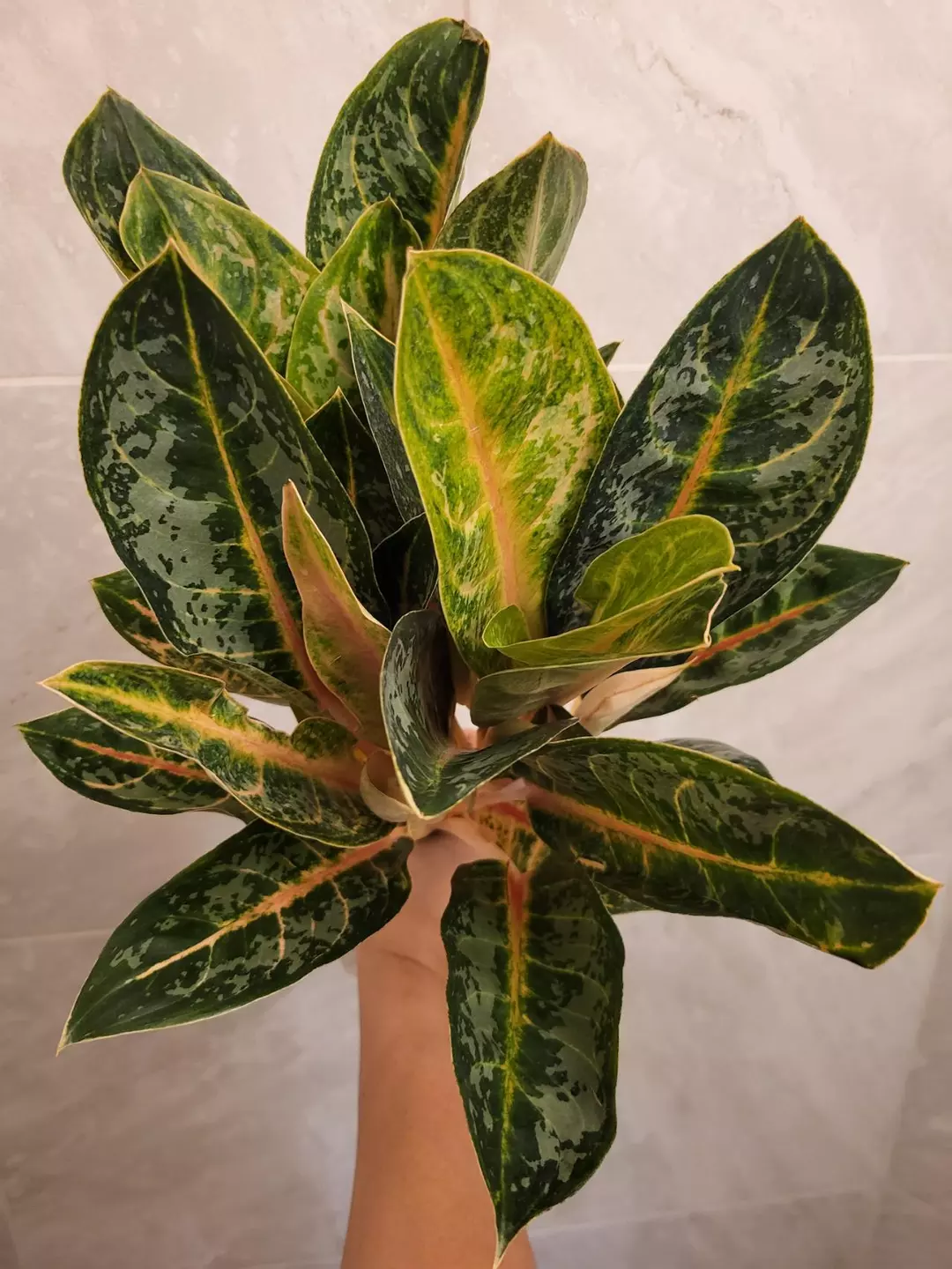 Aglaonema indiana queen thumbnail