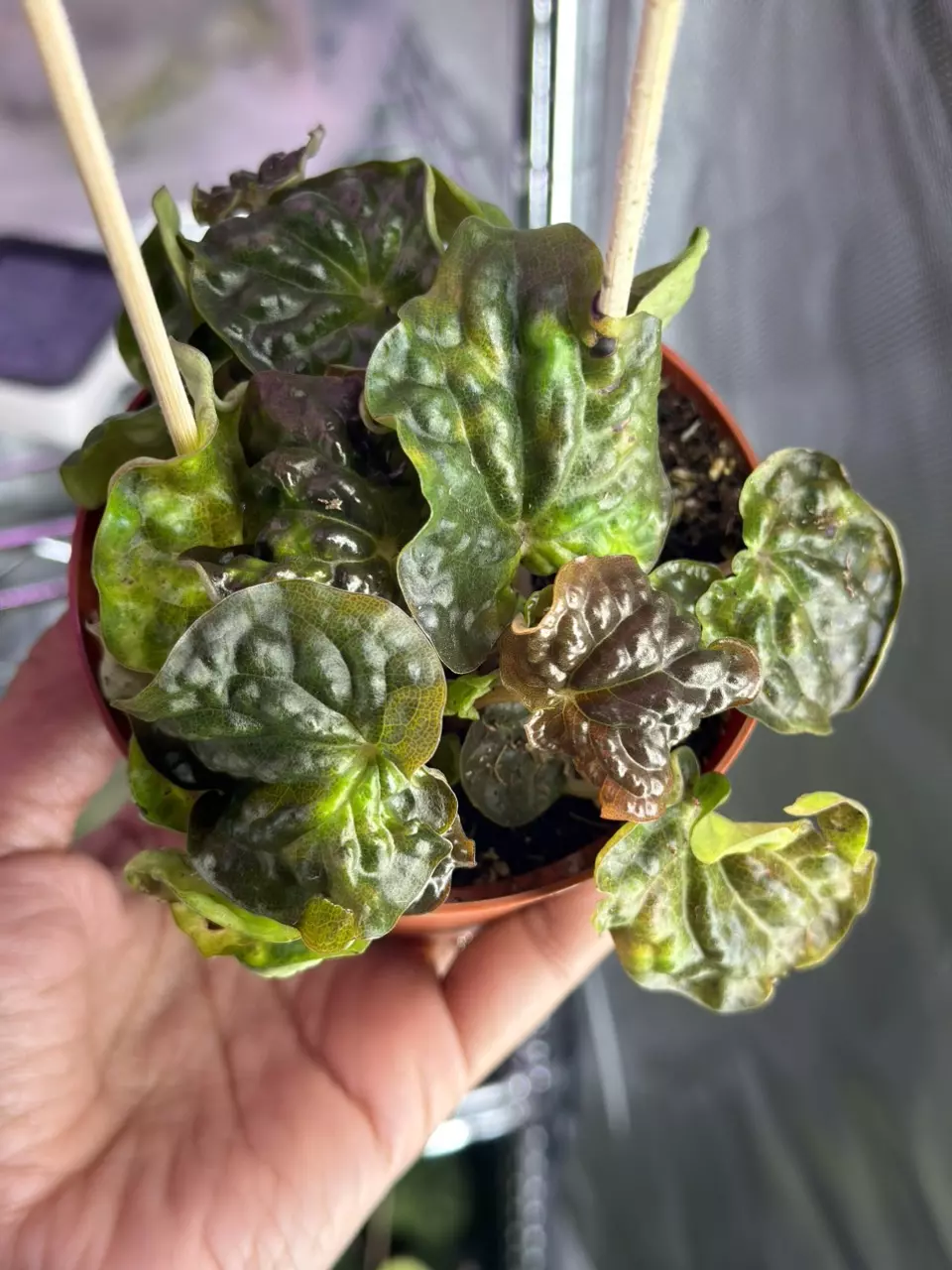 Peperomia Midnight Wave thumbnail