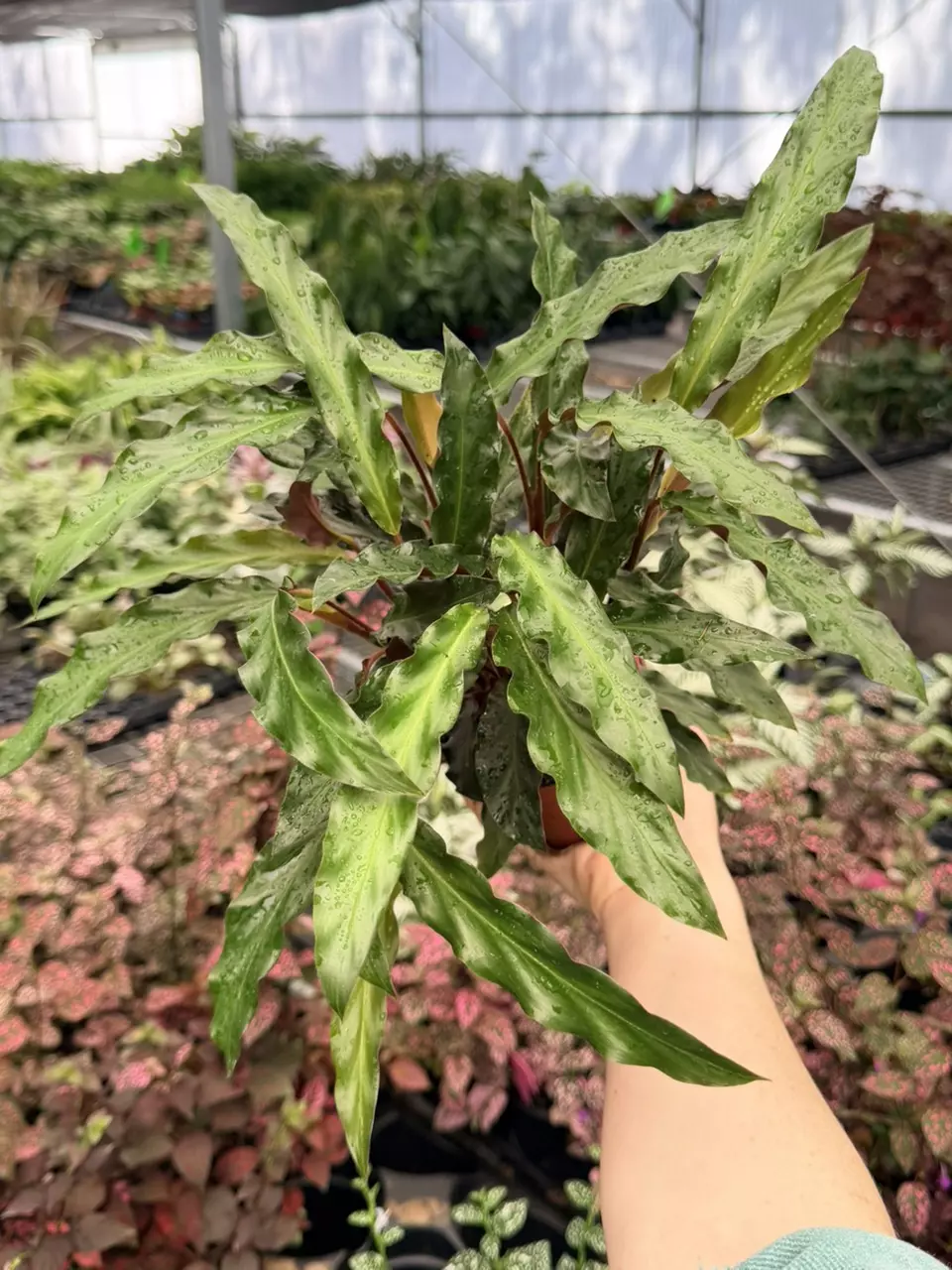 Calathea Rufibarba Specific 4” Pot 8754FEP | F thumbnail