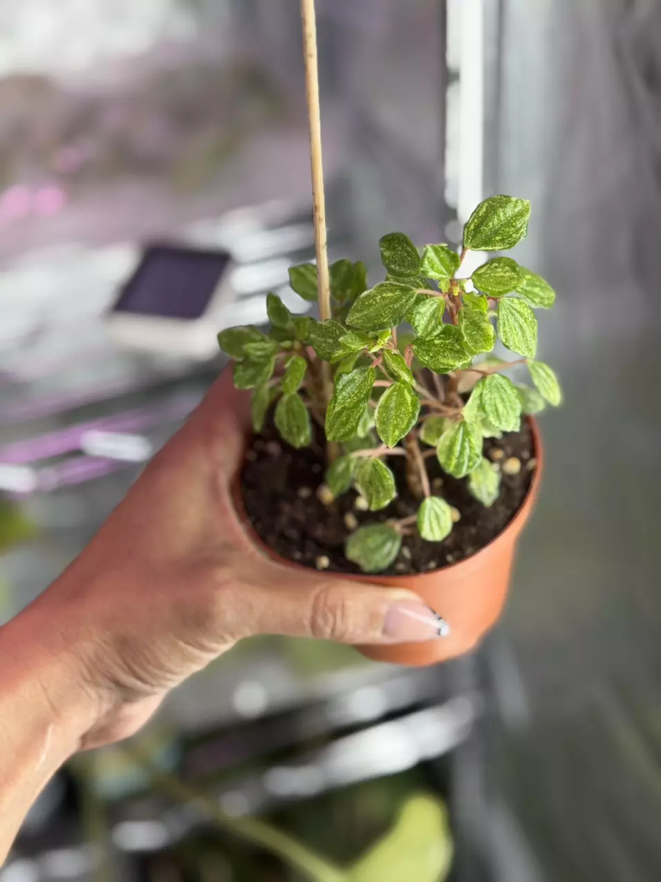 Peperomia Merdiana Variegated thumbnail