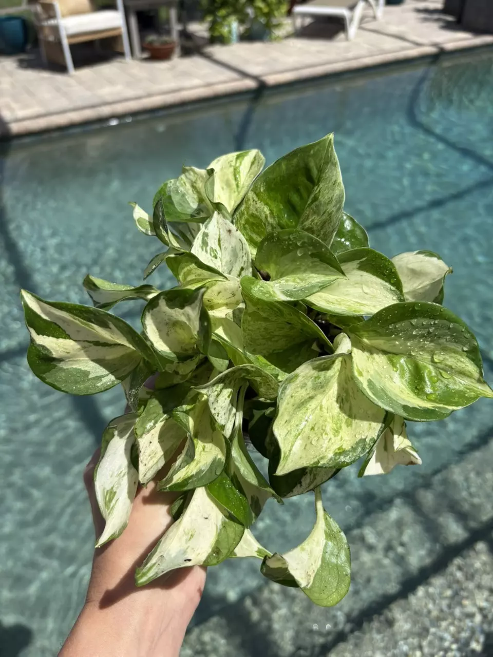 Manjula Pothos 208 thumbnail