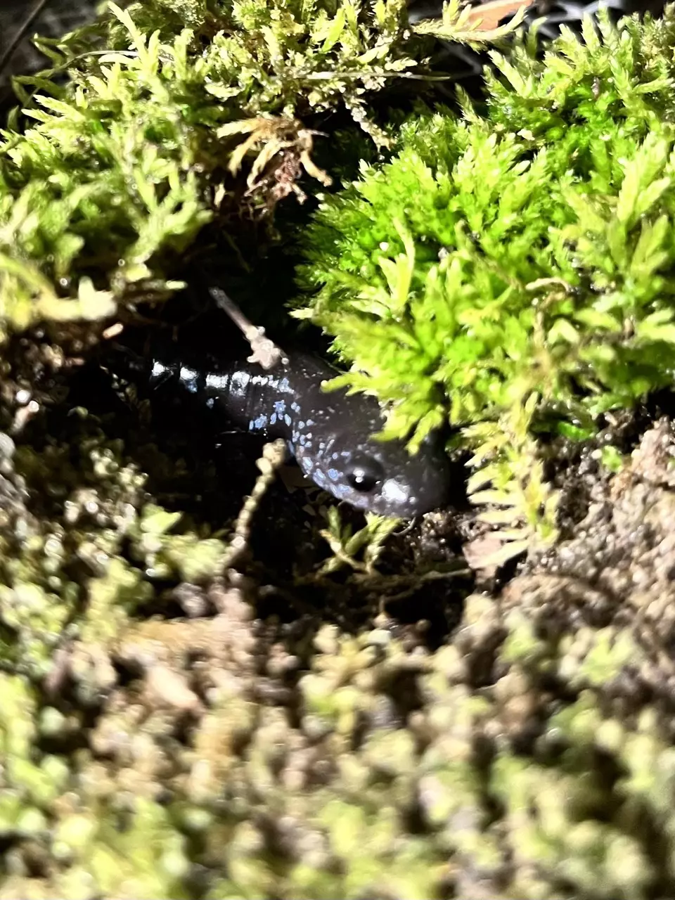 Blue Spotted Salamander thumbnail