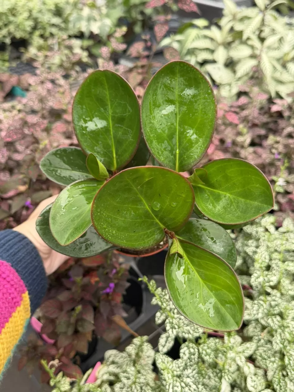 Peperomia Red Edge Specific 4” Pot 8654SMP | F thumbnail