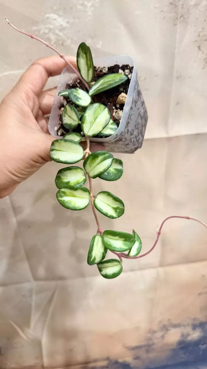Hoya Mathilde Variegated thumbnail
