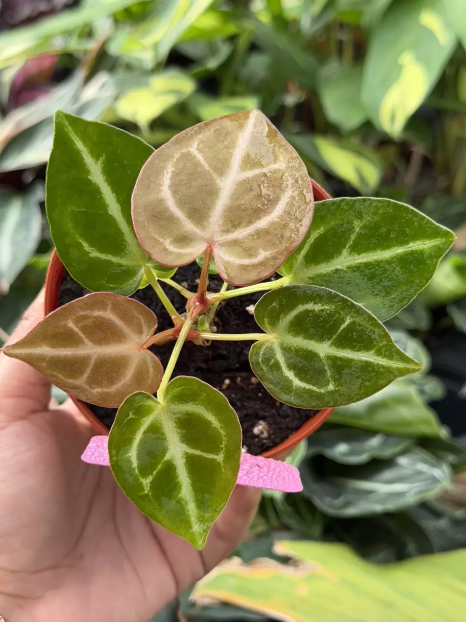 Anthurium Magnificum x Dorayaki Specific 4” Pot 8871HMP | F thumbnail