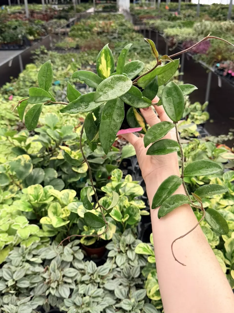 Hoya Krimson Princess Specific 4” Pot 8756FEP | F thumbnail
