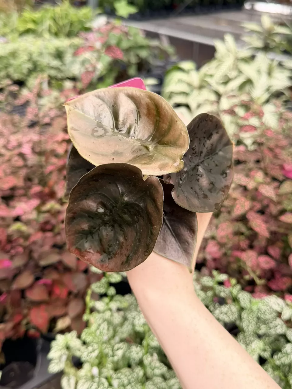 Alocasia Cuprea Specific 4” Pot 8755FEP | F thumbnail