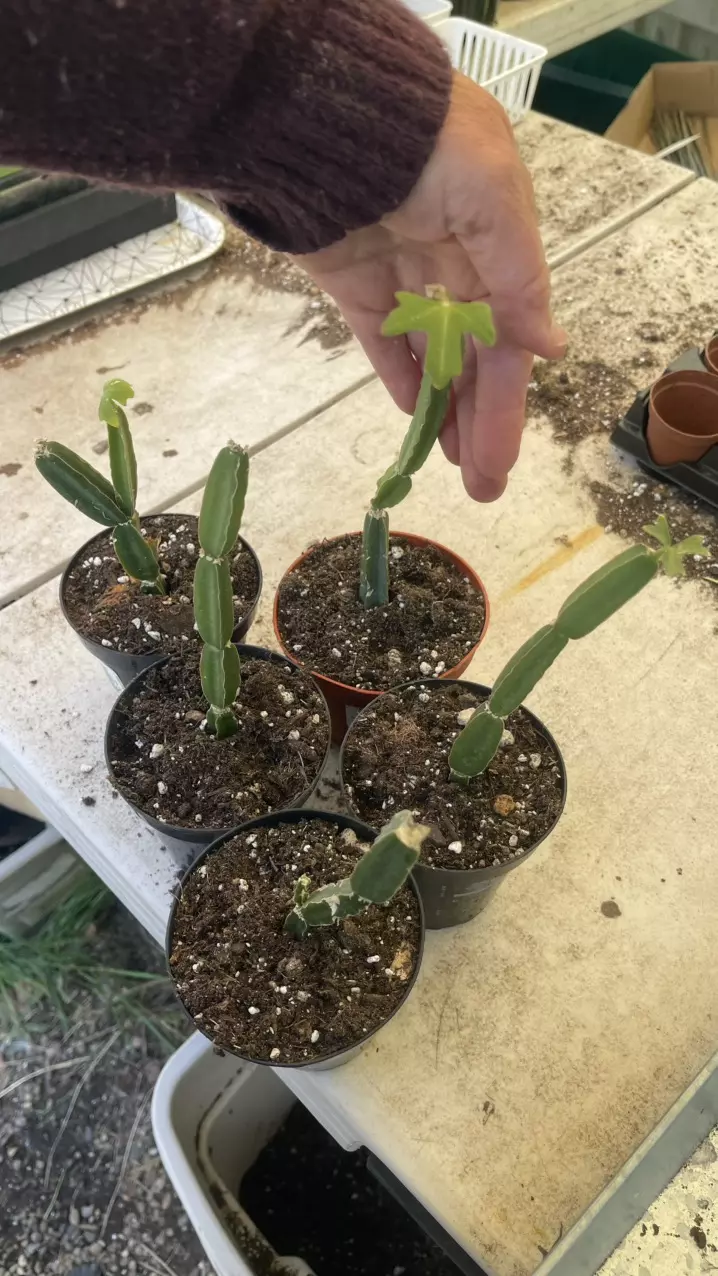 Cissus Quadrangularis Veldt Grape 3” thumbnail