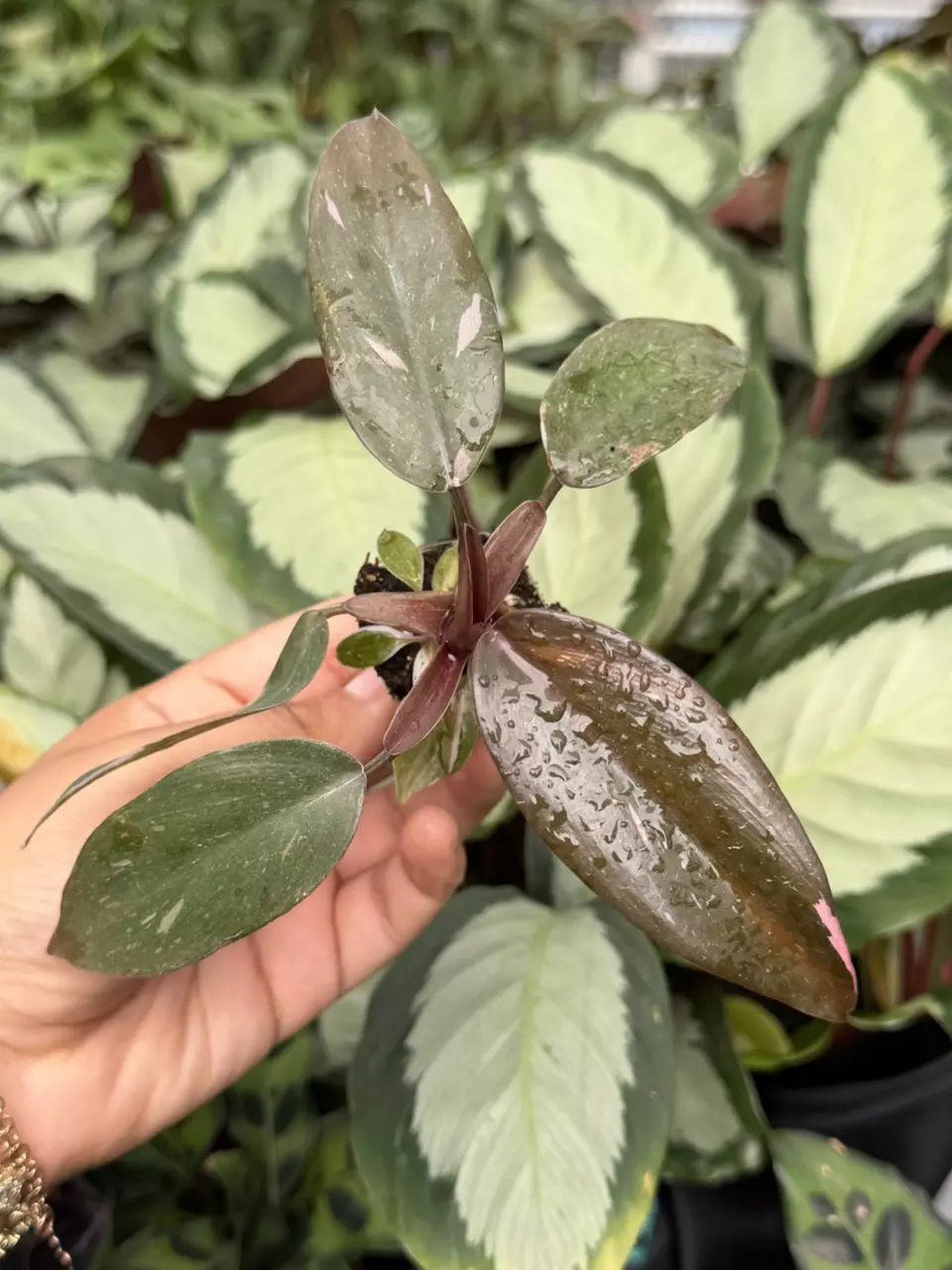 Philodendron Marble Galaxy Pink Princess Specific Starter 8886HMP | F thumbnail