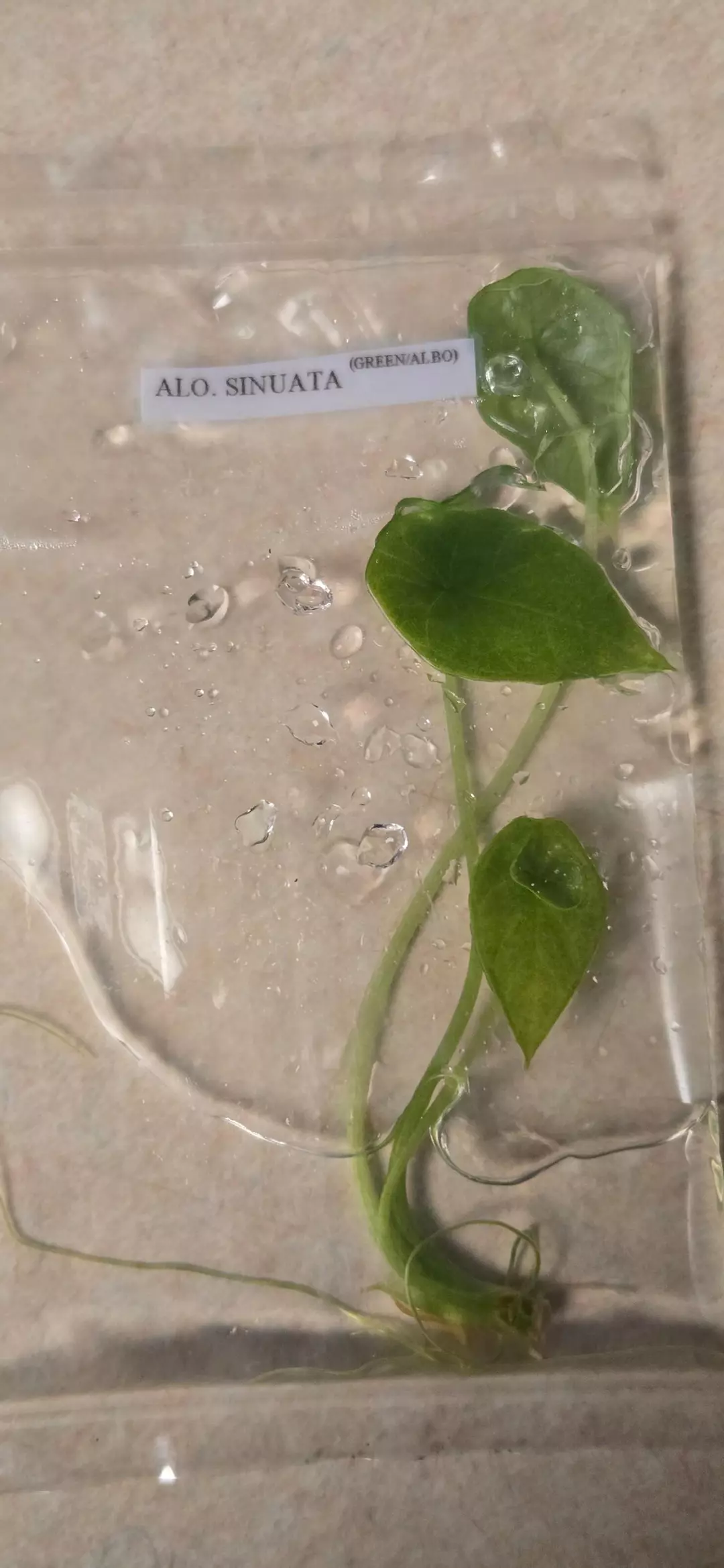 Sinuata Albo Alocasia thumbnail