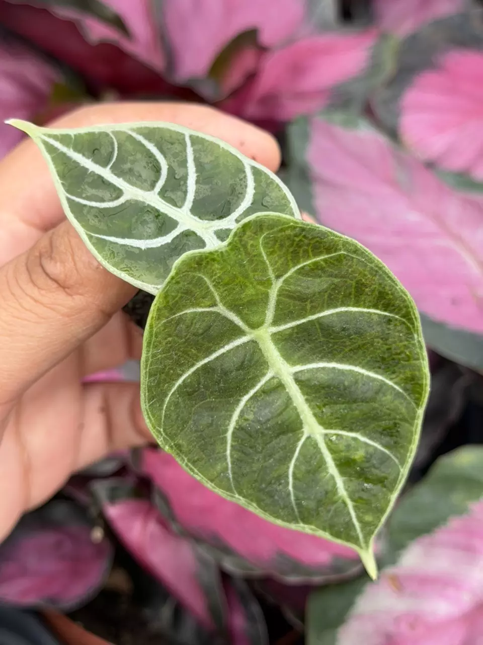 Alocasia Watsoniana Variegated Specific Starter 8890HMP | F thumbnail