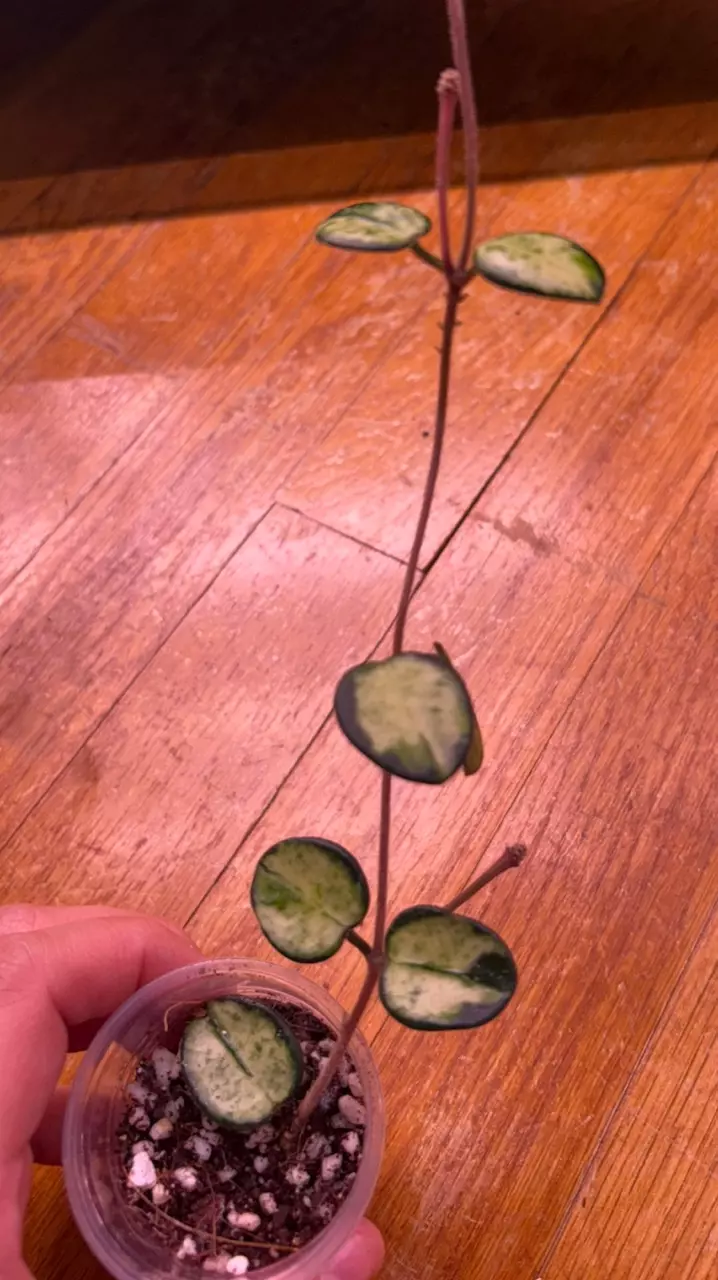 Hoya Mathilde Variegated thumbnail