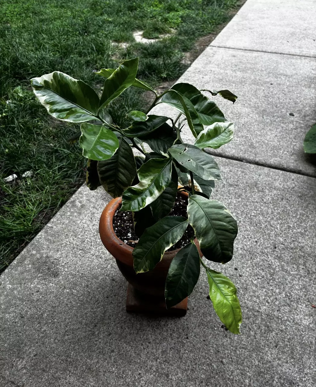 Variegated lemon tree thumbnail