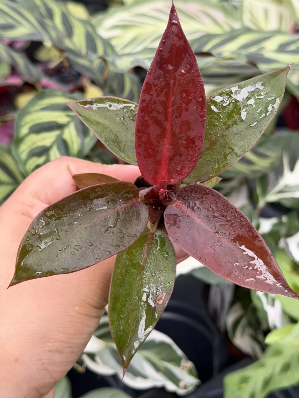 Philodendron Red Sun Specific Starter 8880HMP | F thumbnail