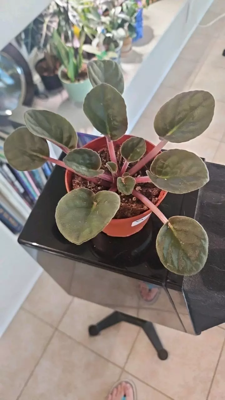 African Violet, Blue flower thumbnail
