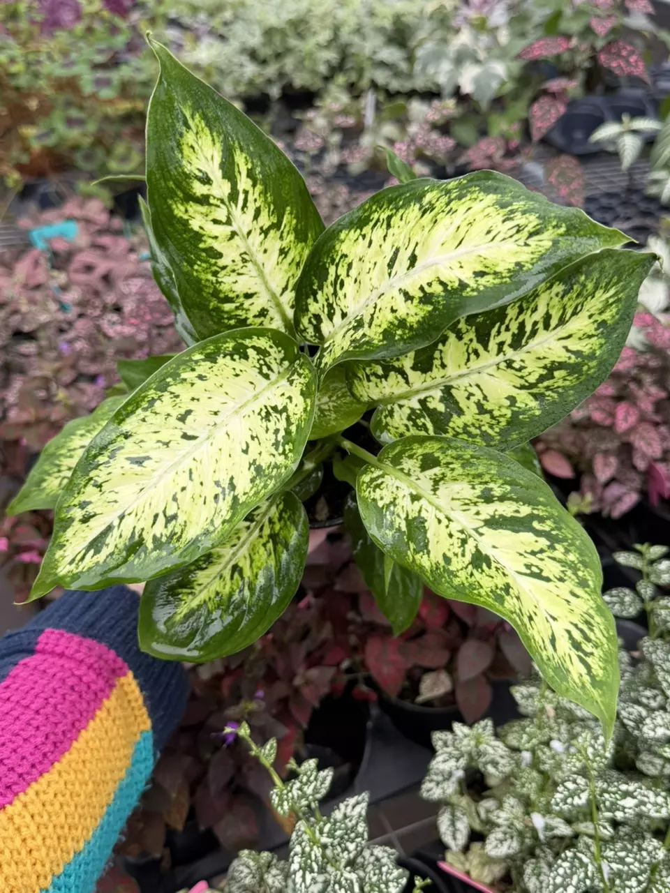 Dieffenbachia Compacta Specific 4” Pot 8660SMP | F thumbnail