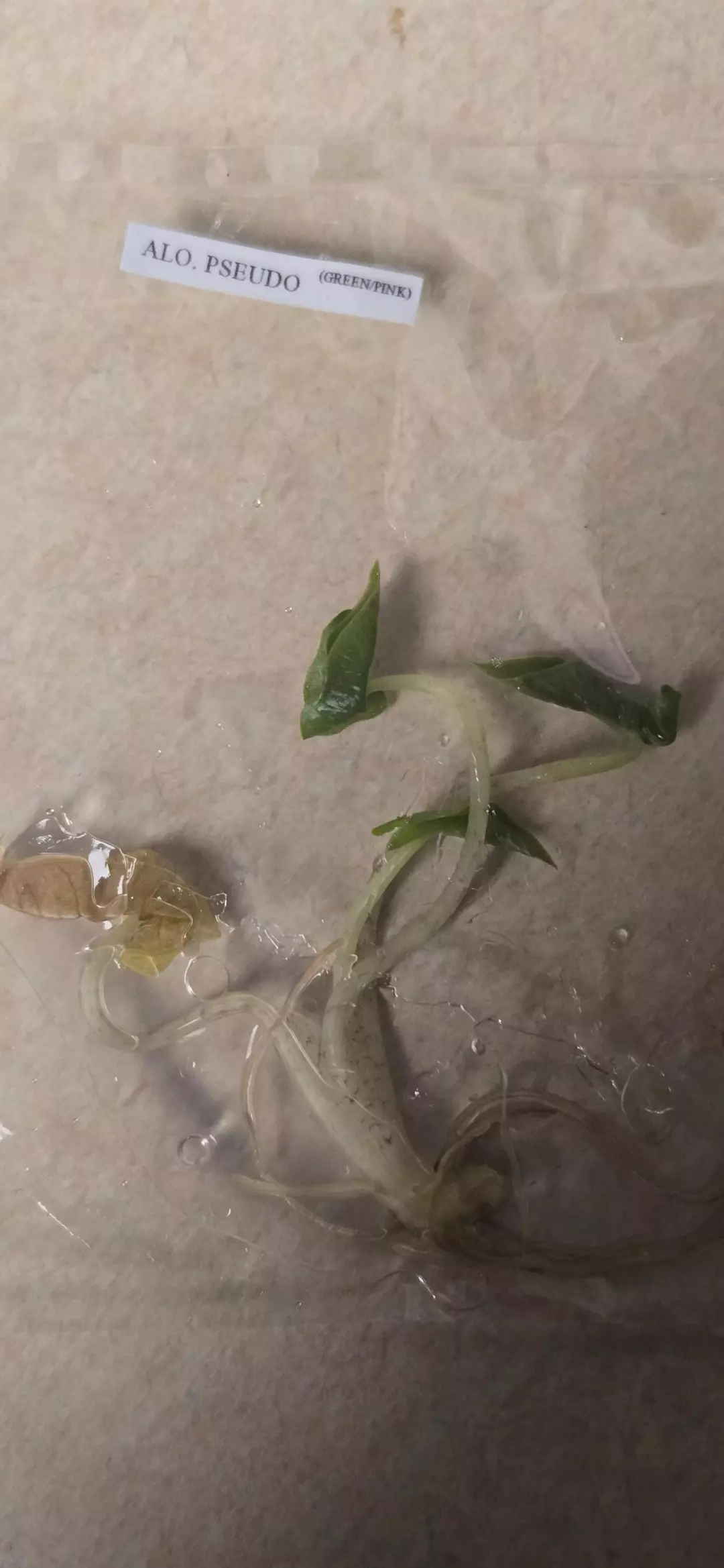 Psudo Pink Alocasia thumbnail