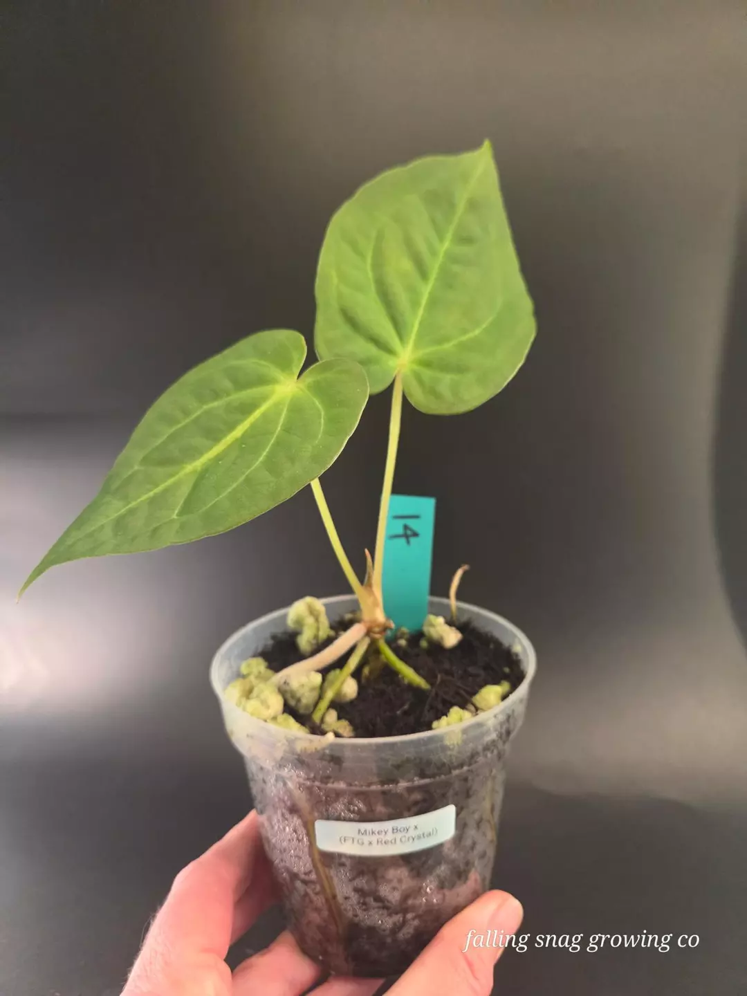 Anthurium Mikey Boy x (FTG x Red Crystal) thumbnail
