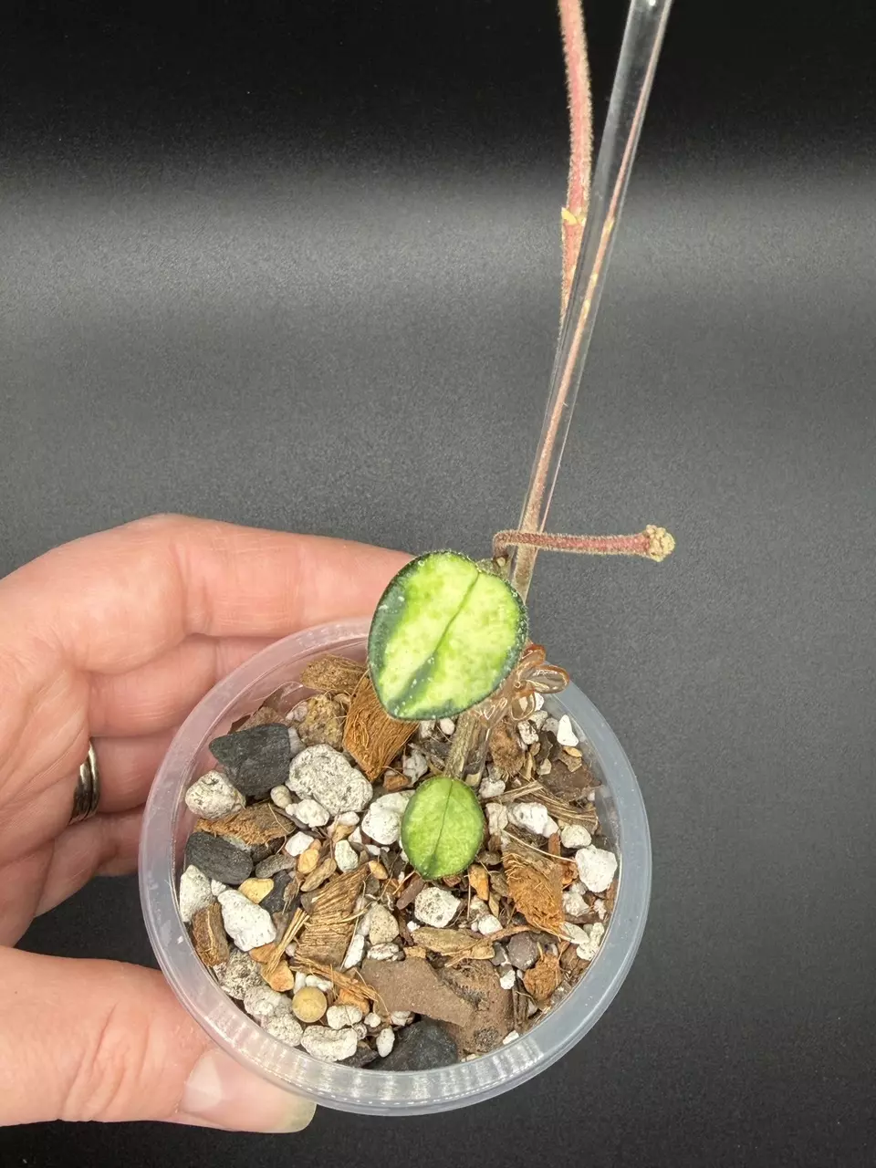 H. Mathilde (inner variegated) thumbnail