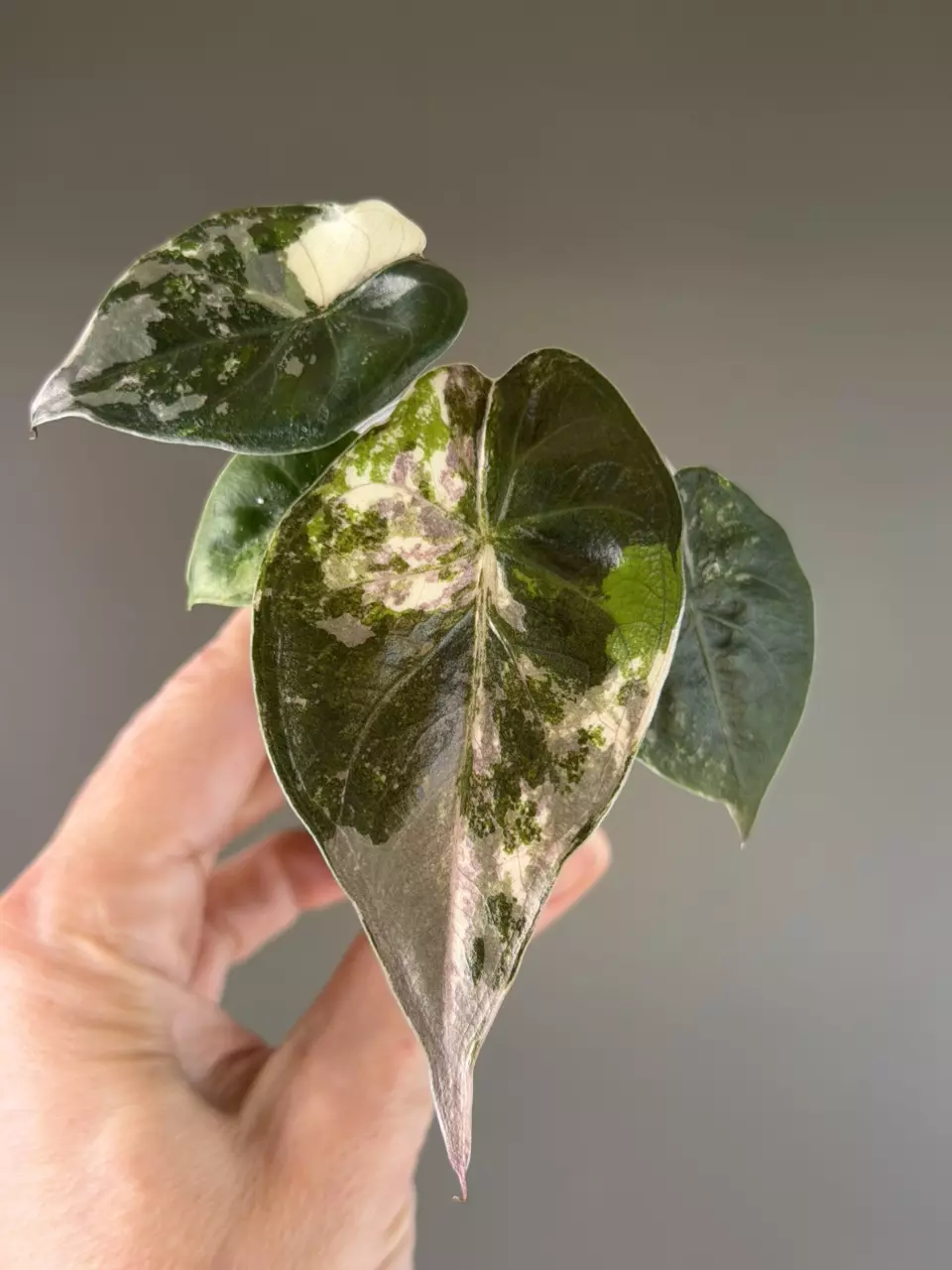 889 Alocasia Wentii Pink Albo thumbnail