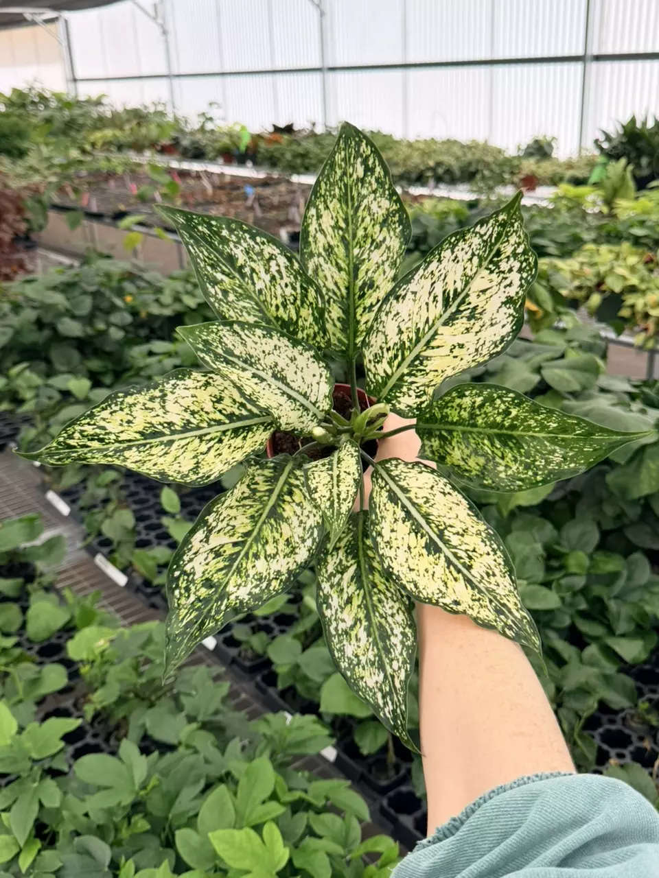 Algaonema Snow White Specific 4” Pot 8764FEP | F thumbnail