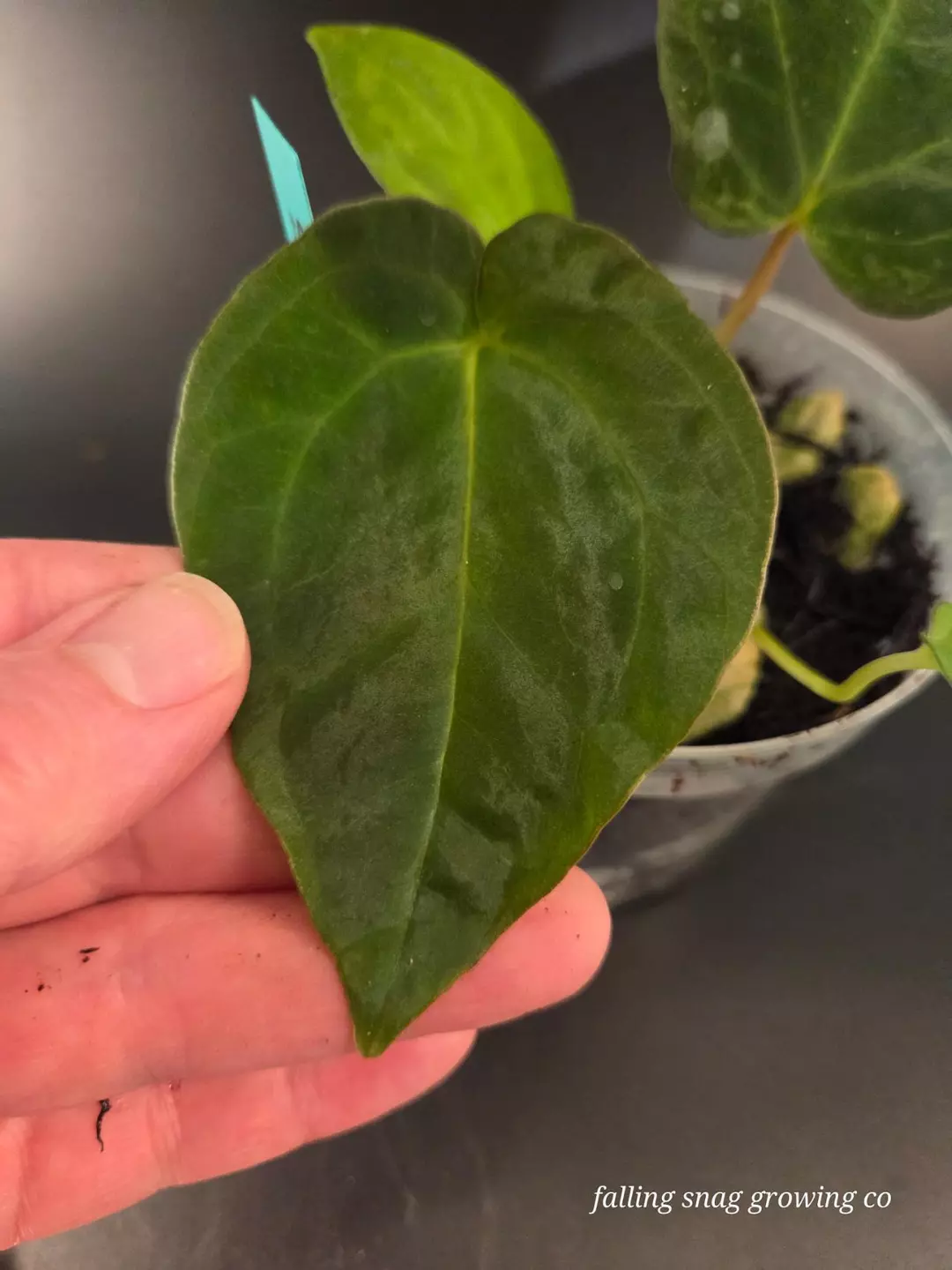 Anthurium NOID Theodore x RLFS F2 thumbnail