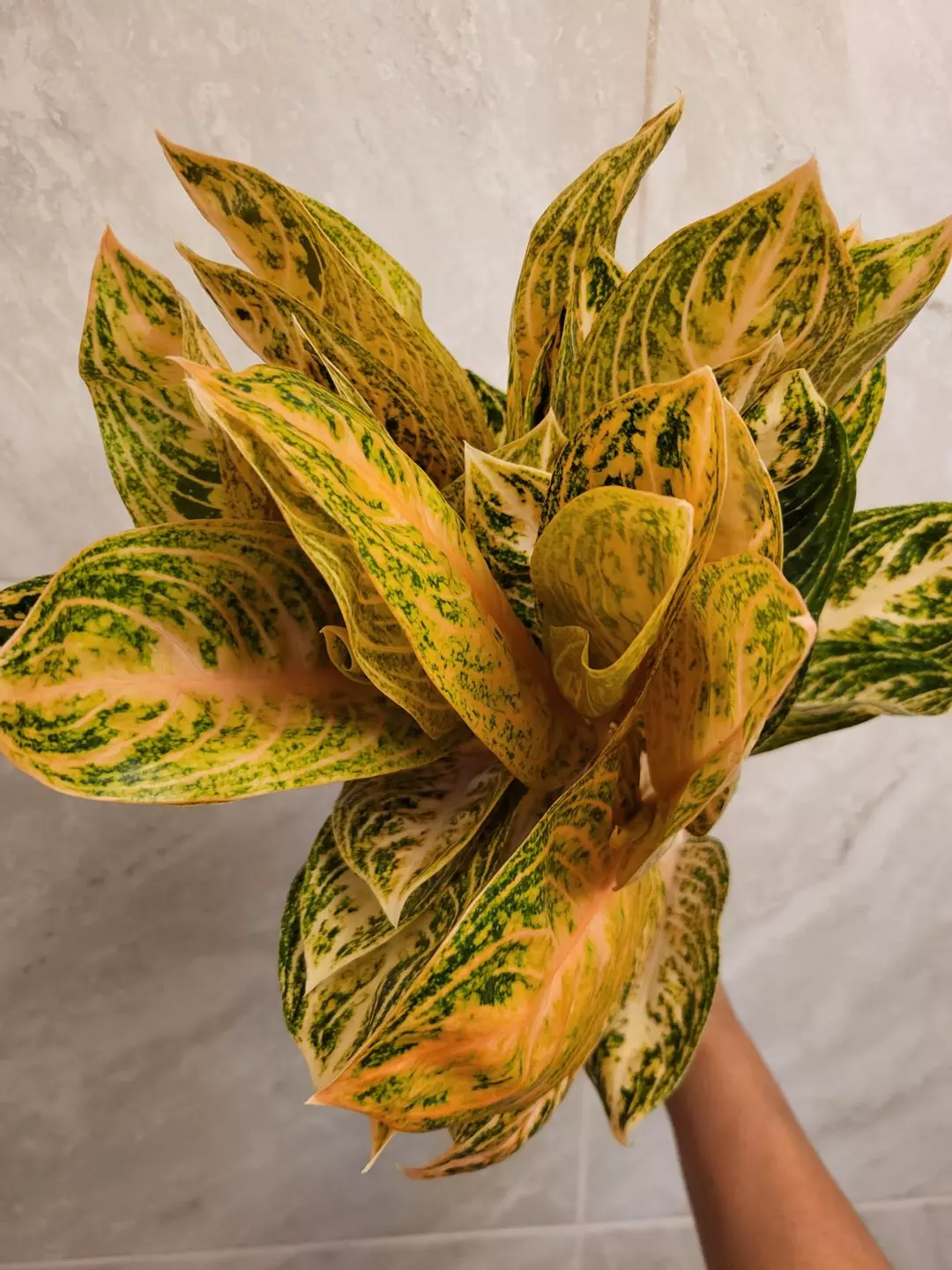 Aglaonema orange widuri thumbnail